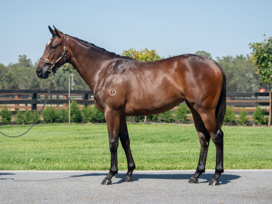 Lot 29: Frankel (GB) / Amicable (GB)