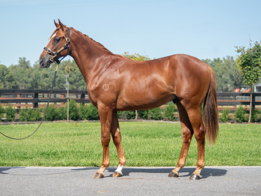 Lot 51: Tagaloa / Awakening