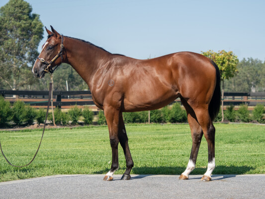 Lot 52: Alabama Express / Awesome Amy