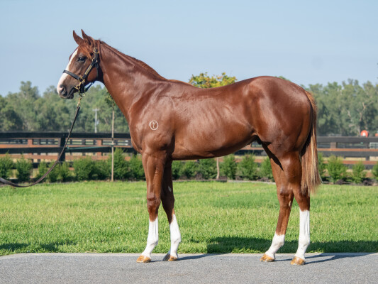 Lot 65: Written Tycoon / Bellevue Star