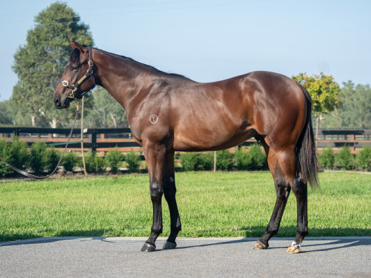 Lot 66: Written Tycoon / Best Episode