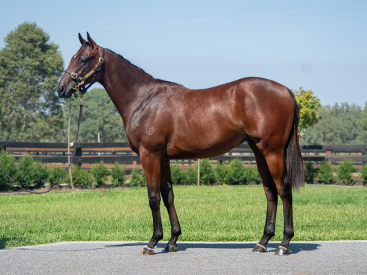 Lot 68: Written Tycoon / Better Alternative