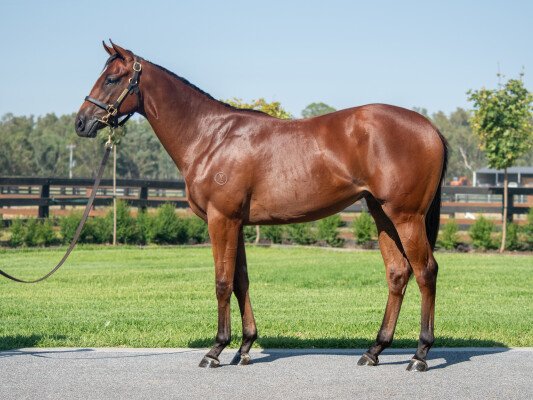 Lot 74: Justify (USA) / Blue Vapor Trail (USA)