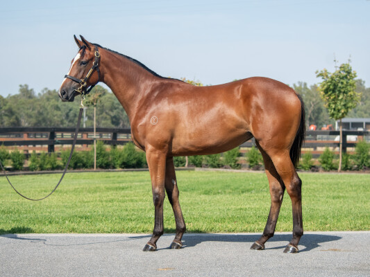 Lot 95: Tagaloa / Casino Club