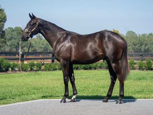 Lot 119: I Am Invincible / Da Capo (JPN)