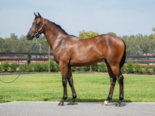 Lot 129: Zoustar / Dear Demi