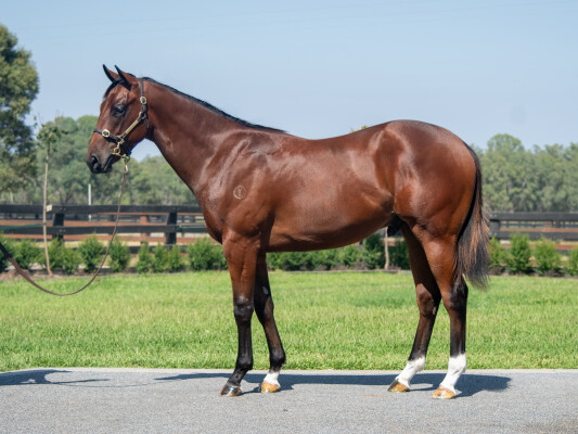 Lot 132: Home Affairs / Deokyhe