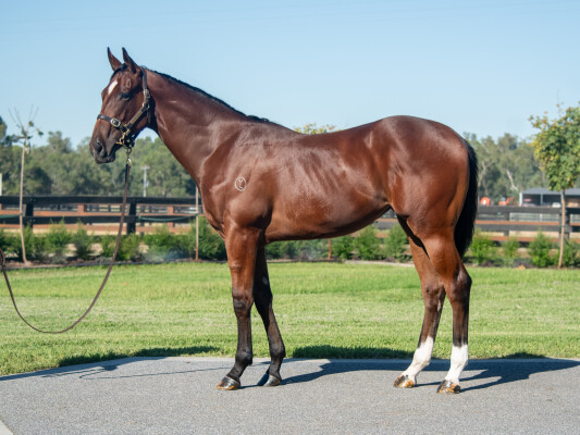 Lot 155: Written Tycoon / Elegant Grace