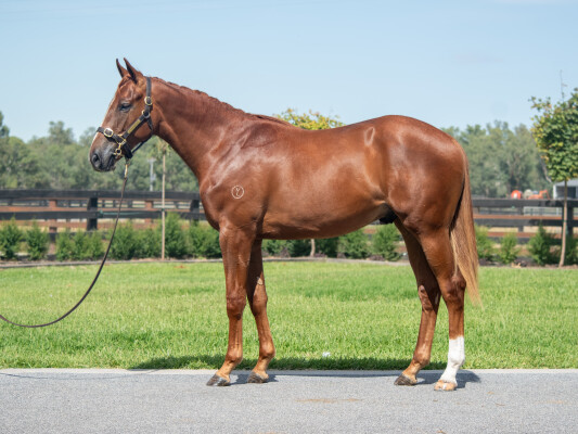 Lot 167: Tagaloa / Fantasy (IRE)