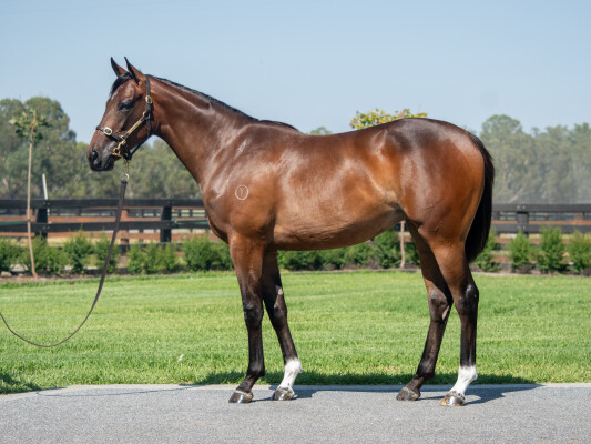 Lot 174: Frankel (GB) / Follow the Rainbow (FR)