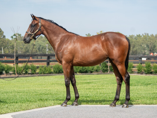 Lot 175: Written Tycoon / Forever You (IRE)