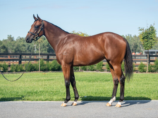 Lot 184: Alabama Express / Genealogy (NZ)