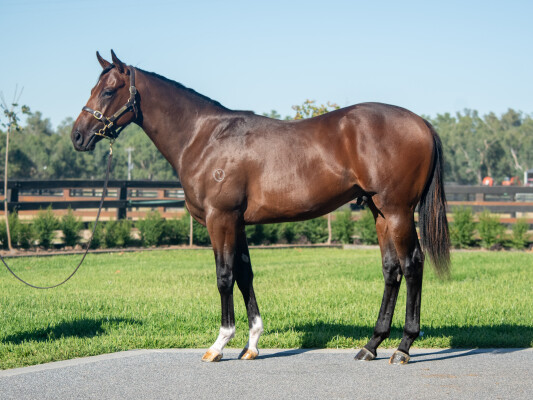 Lot 185: Alabama Express / Ghadaayer (IRE)