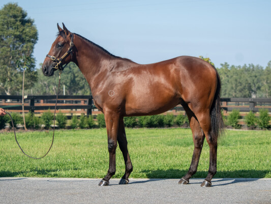 Lot 187: Tagaloa / Glitzabeel (NZ)