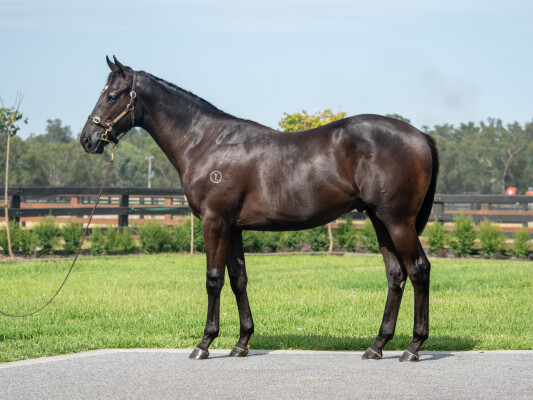 Lot 192: Tagaloa / Gregers