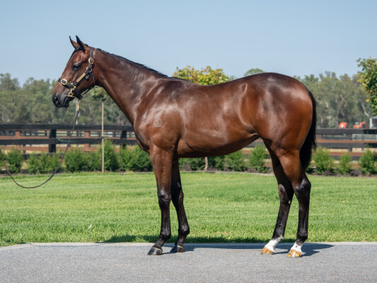 Lot 218: Lucky Vega (IRE) / Intricately