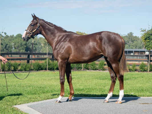 Lot 223: Written Tycoon / Isleham (USA)