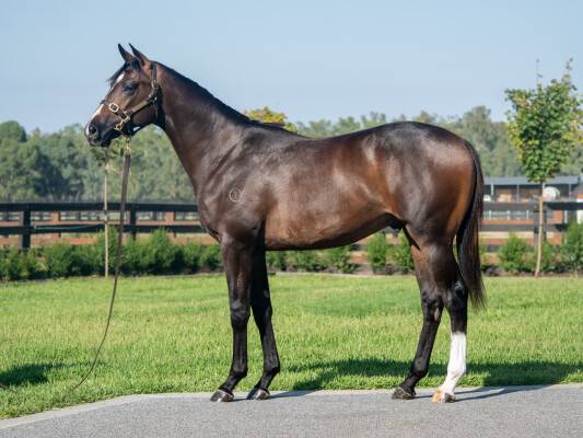 Lot 224: Grunt (NZ) / Isobel's Locket (GB)