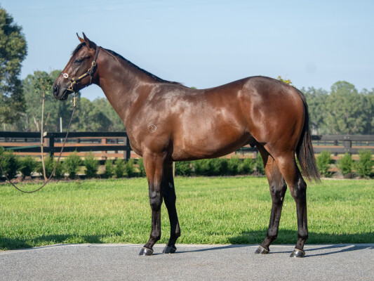 Lot 225: Alabama Express / Janie Runaway