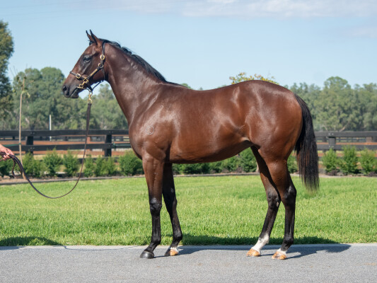 Lot 242: Kingman (GB) / Kesariya (FR)