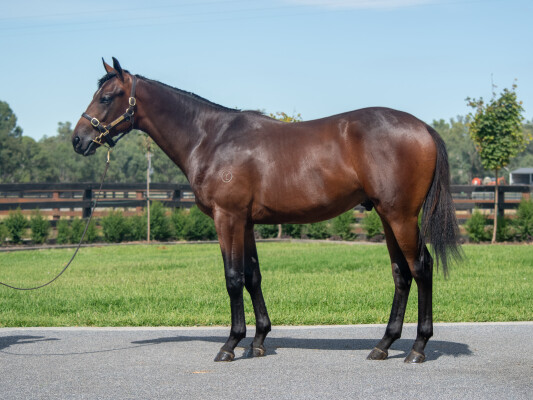 Lot 245: Savabeel / Kimberley Road (NZ)