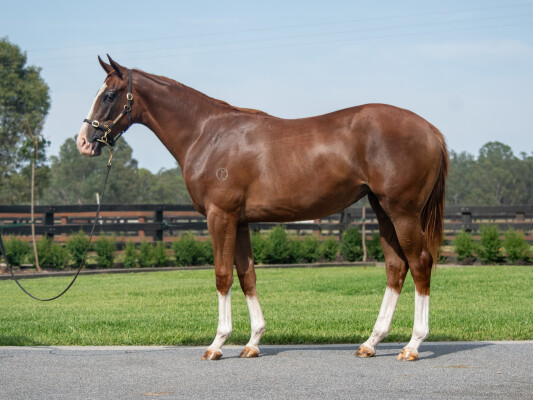 Lot 272: Written Tycoon / Lilac Fairy (FR)