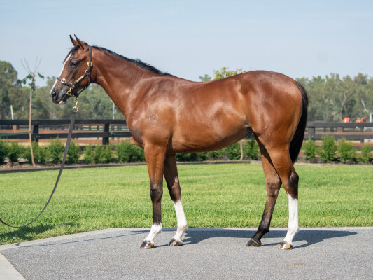 Lot 274: Frankel (GB) / Little Downs (GB)