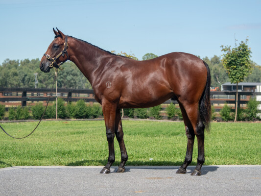 Lot 283: Spirit of Boom / Love of Liberty