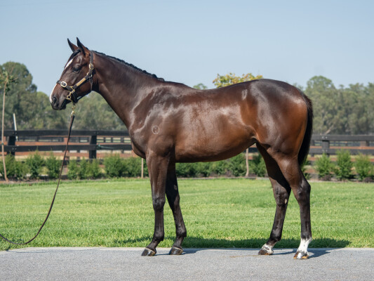Lot 287: Pierro / Lunalove