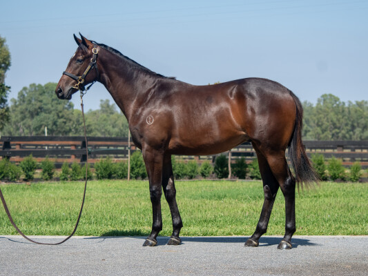Lot 298: Lord Kanaloa (JPN) / Magnificent Lady (IRE)