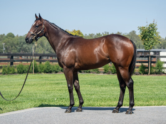 Lot 317: Written Tycoon / Mightily