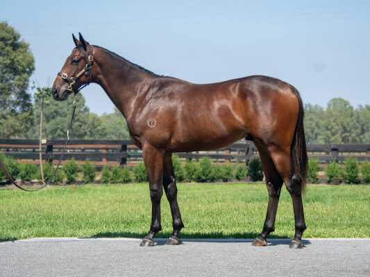 Lot 333: Frankel (GB) / Mokulua