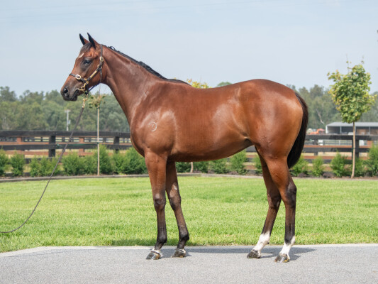 Lot 340: Frankel (GB) / Murasaki (GB)