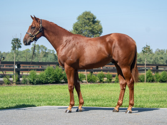 Lot 344: Russian Revolution / Mystery Love