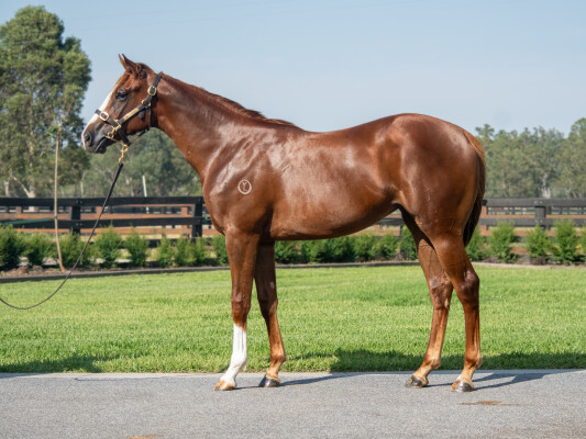 Lot 361: Stay Inside / Ol' Dollor