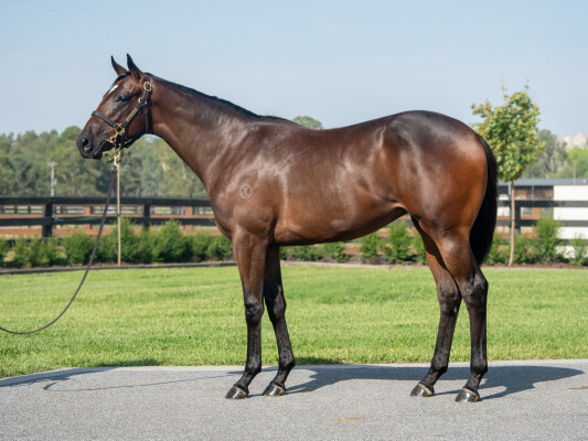 Lot 368: Lucky Vega (IRE) / Our Eppy