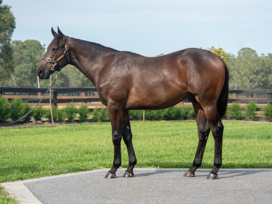Lot 373: Tagaloa / Passagio (USA)
