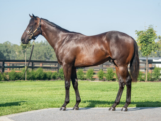 Lot 382: King's Legacy / Pink Crystal