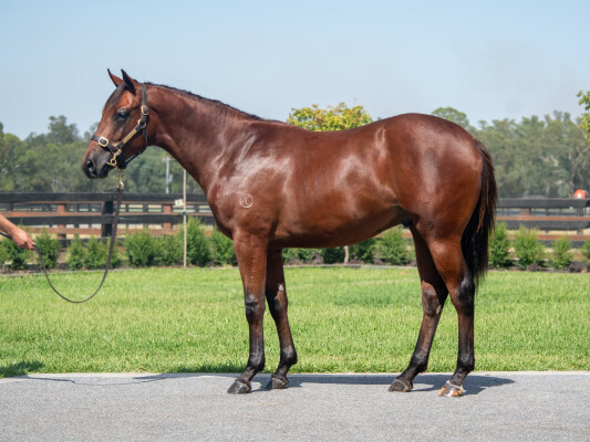 Lot 383: Lucky Vega (IRE) / Pivotal Connection (GB)