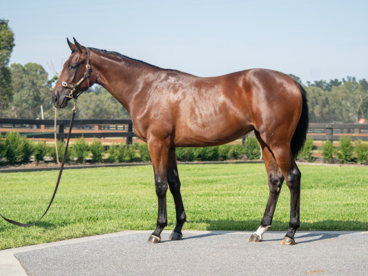 Lot 389: Written Tycoon / Primavera