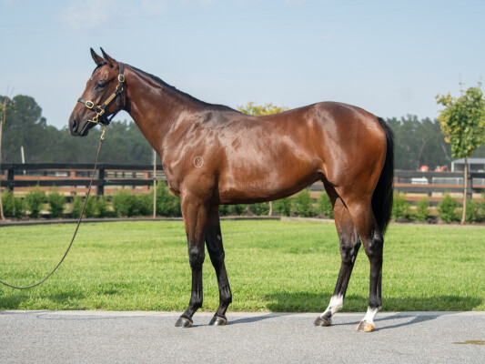 Lot 394: Written Tycoon / Pure