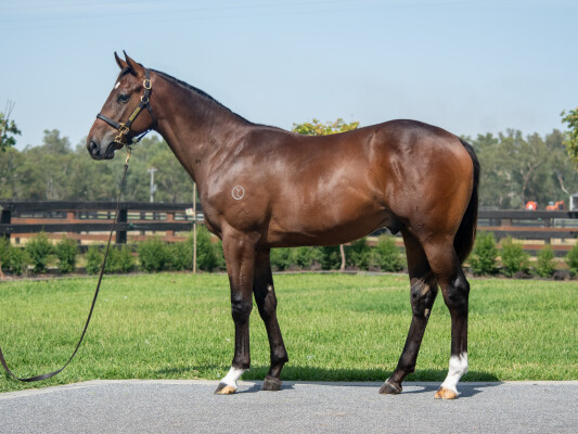 Lot 408: Tagaloa / Rekindled Choice