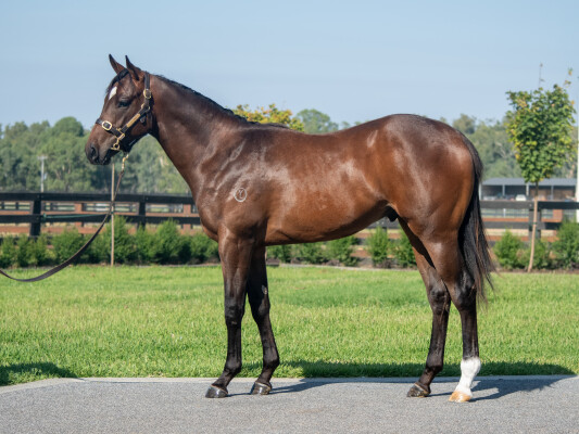 Lot 414: Per Incanto (USA) / Rochfort (NZ)