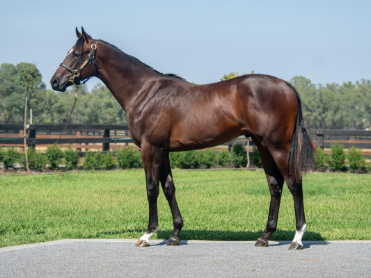 Lot 421: Alabama Express / Rosie's Command