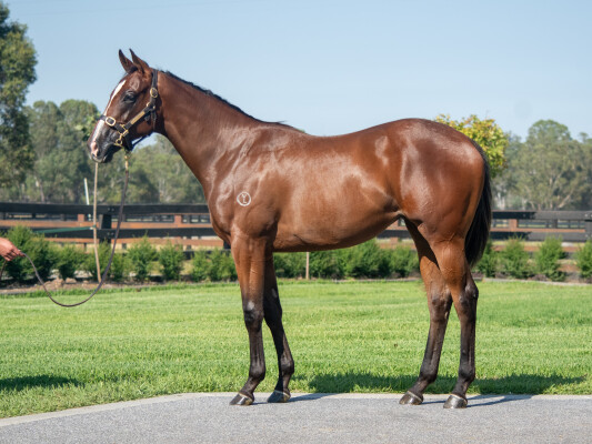 Lot 424: Pinatubo (IRE) / Sacred Snow