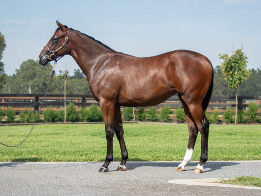 Lot 430: Alabama Express / Saluting to Win