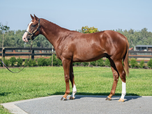 Lot 450: Written Tycoon / Sei Amici