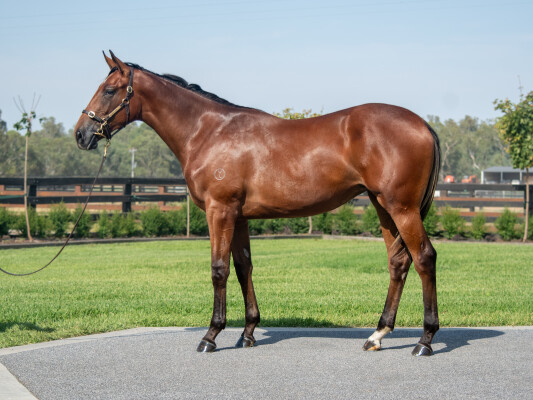 Lot 481: Tagaloa / Soriano (NZ)