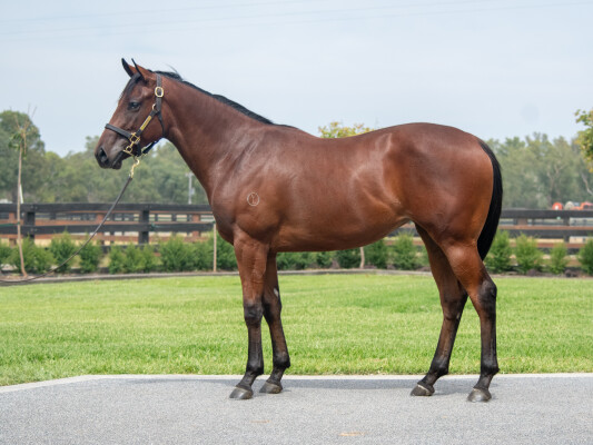 Lot 493: Toronado (IRE) / Stealthediamonds (USA)
