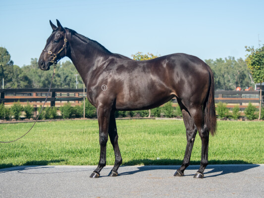 Lot 498: Grunt (NZ) / Storytime (NZ)